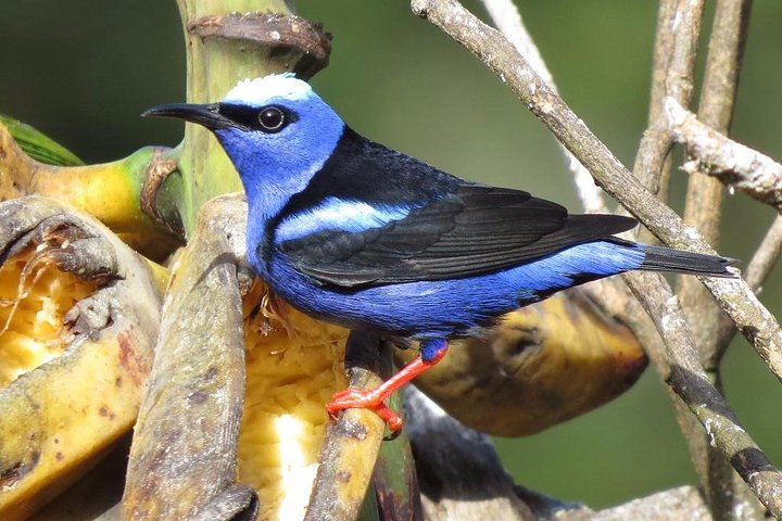 Curi cancha birding Tour with Esteban Daily Guided Tours - Photo 1 of 5